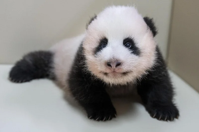 Big choice, small bear: Korea casts ballots for baby panda's name
