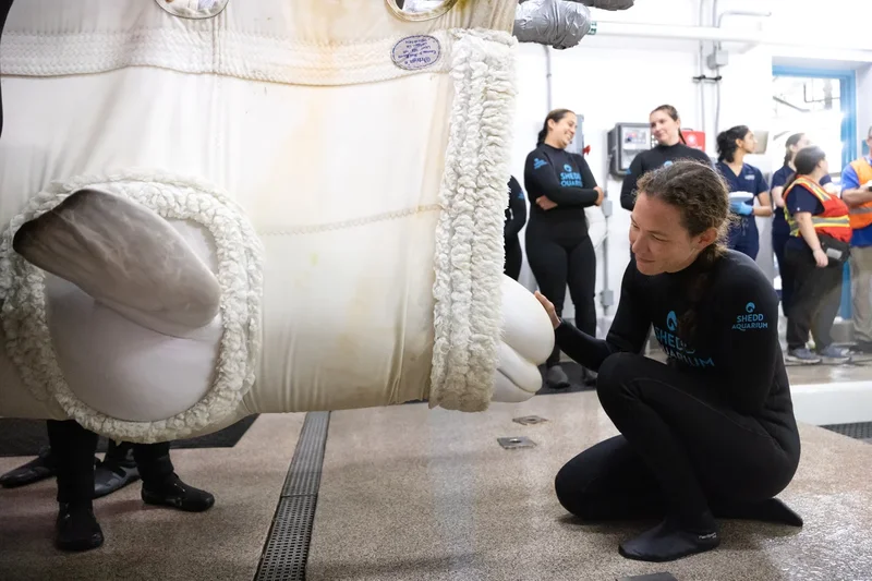 Four more belugas arrive at Chicago aquarium from shuttered Canadian theme park