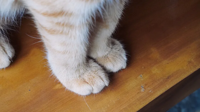Why do cats have 'leg whiskers'?