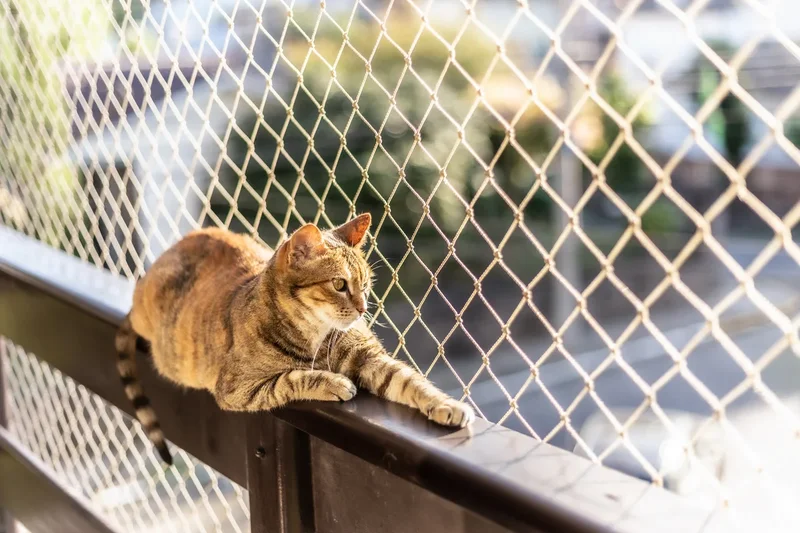 Cat owners issued urgent heatwave warning amid rise in deadly incidents