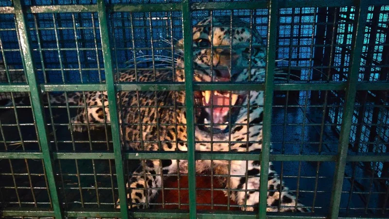 Leopard caught in trap set for wild boar in Keralam