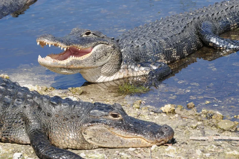 Woman loses arm but is saved by Good Samaritan after alligator attack in Florida waters