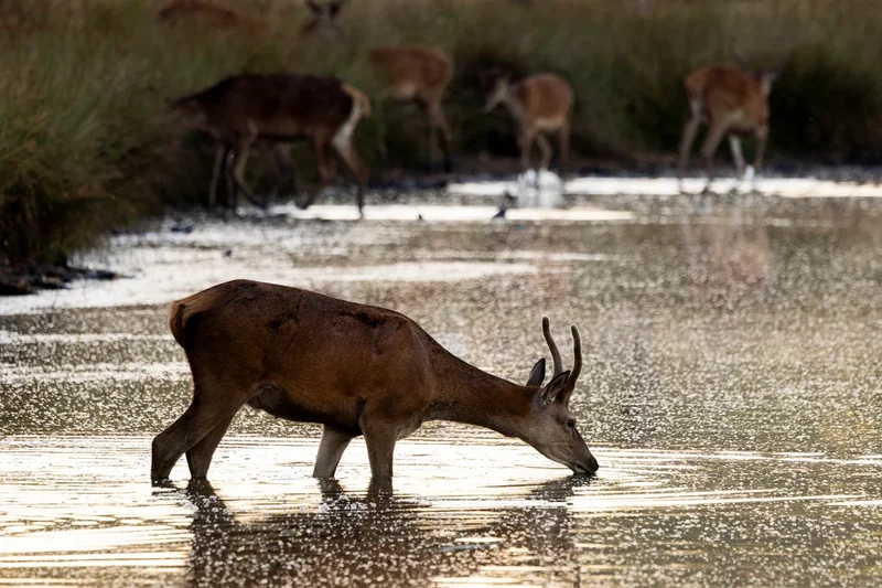 Deer put down after leaving elderly man with chest injuries in London park