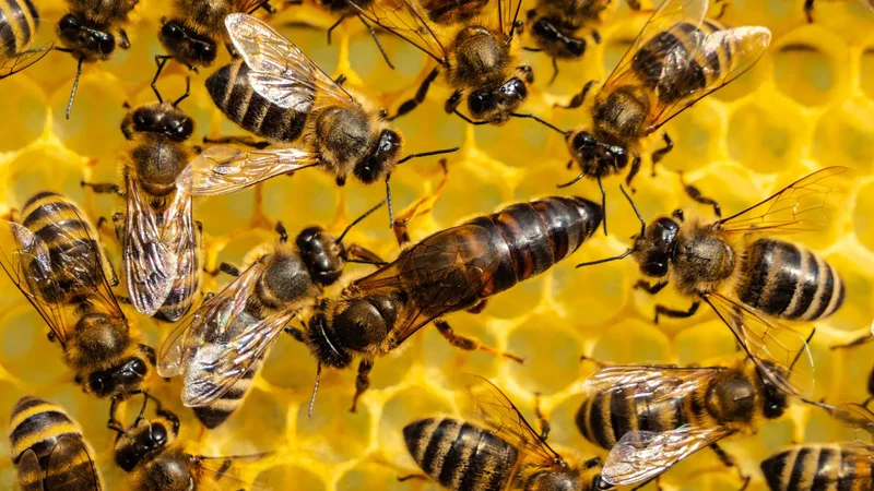 A 60-year-old theory about ants, bees and wasps may be wrong