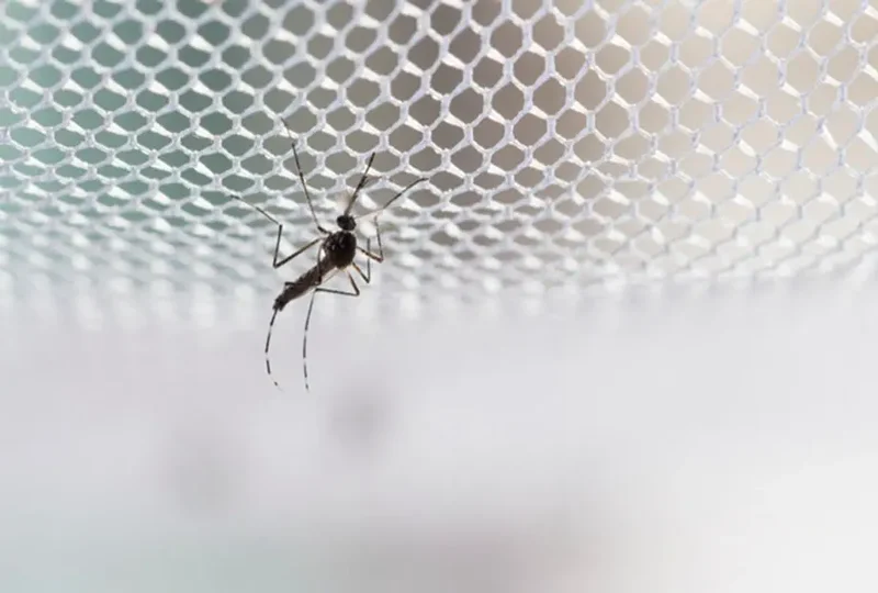Climate change redrawing Africa's malaria map, raising risk in South Africa