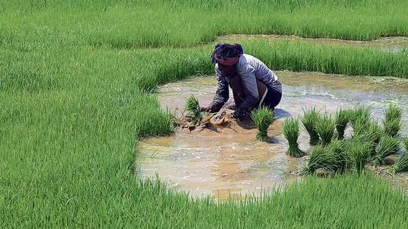 Paddy farmers face ₹3.07 lakh crore loss; Samyukta Kisan Morcha calls nationwide protests