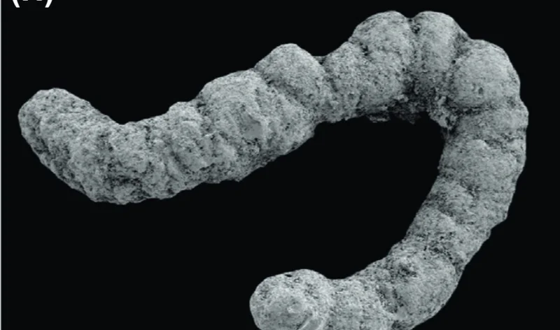 Did poop enable the evolution of complex animals?