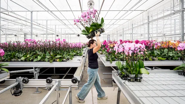 IN PHOTOS | New wave of U.S. tariffs threatens these Canadian companies