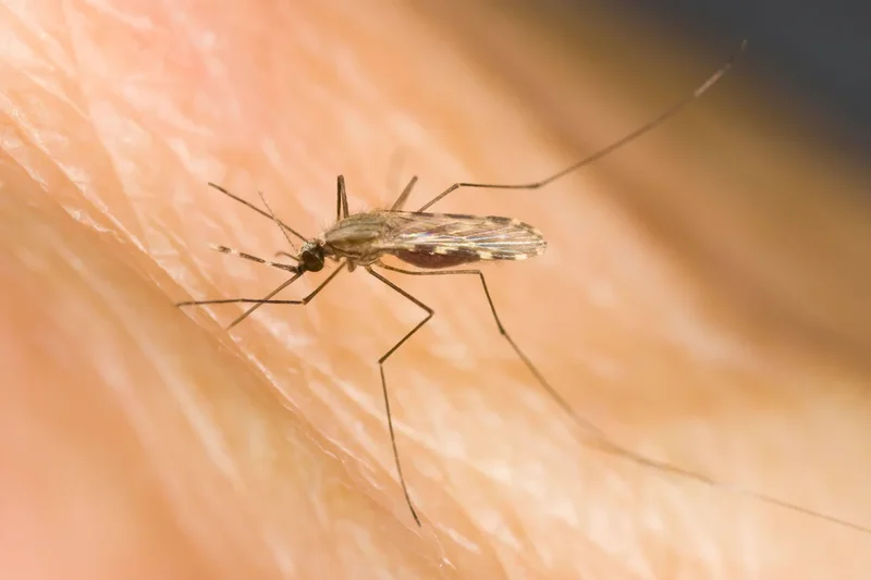 Single dose malaria drug could simplify treatment worldwide in medical breakthrough