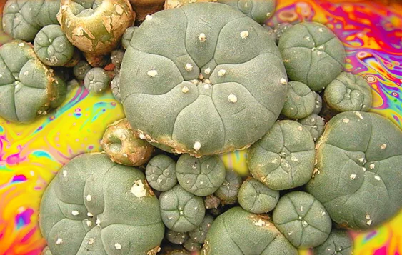 The Quest to Understand the Forgotten Psychedelic