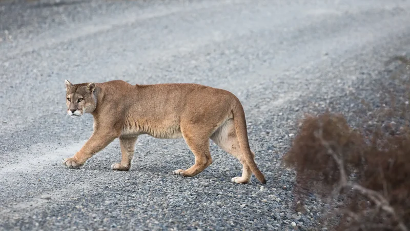 Pumas can help prevent car crashes