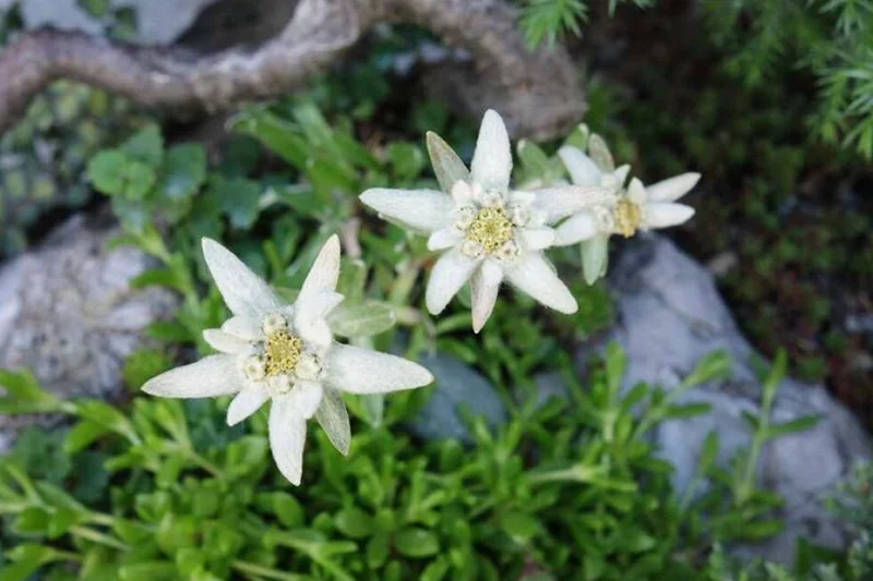Blossom of snow: A starry symbol of the Alps makes an unusual addition to rock gardens