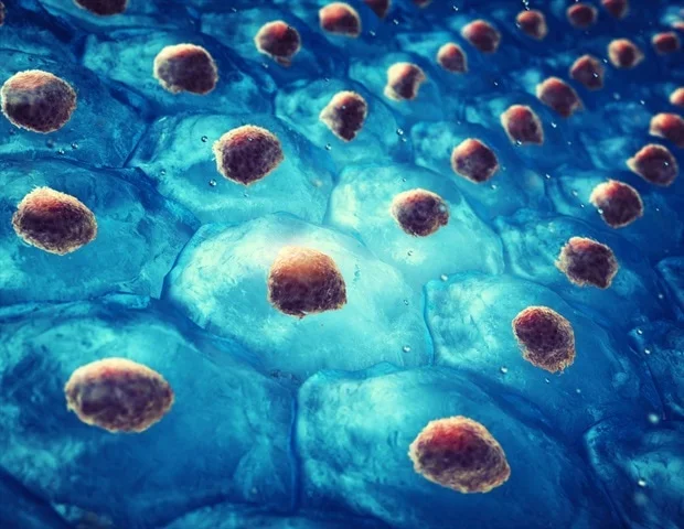 Engineered spinal interneurons show promise for repairing spinal cord injuries
