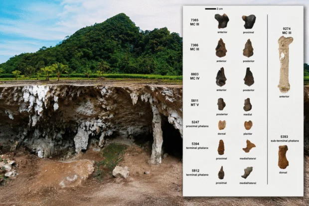 Ancient tiger fossils suggest big cats once roamed Palawan