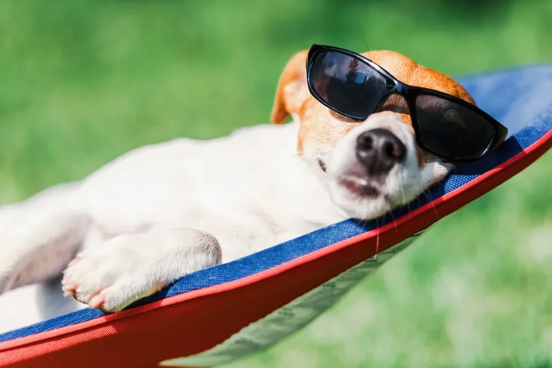 Pets can get sunburnt too – here are the signs and how to protect them