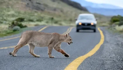 Pumas Might Be Making Your Drive Home Safer. When the Predators Are Around, Deer Tend to Avoid Roads, Preventing Some Collisions