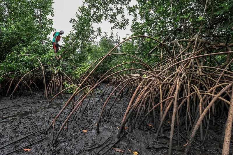 A perplexing plant is making a big comeback and it’s good news for our coasts