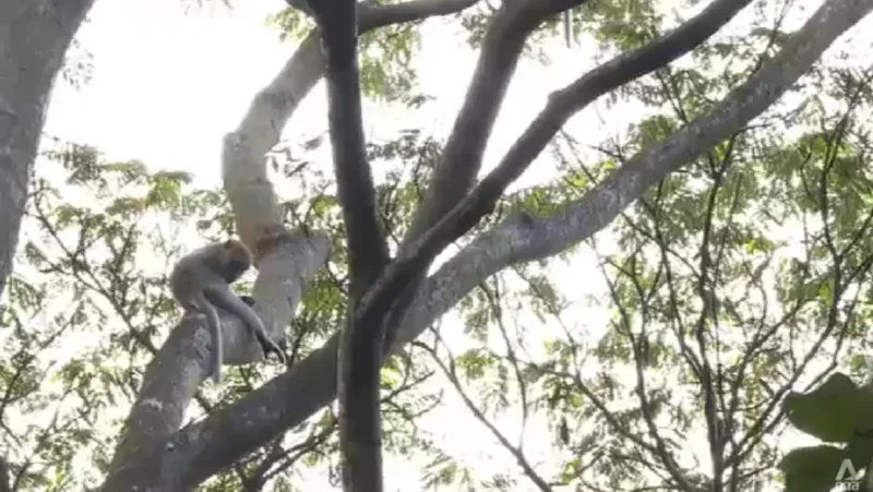 NParks sterilising long-tailed macaques at Maju Forest to manage population