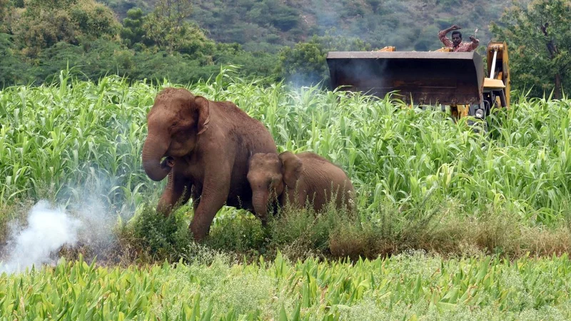 Tamil Nadu Budget 2026: Farmers welcome announcements to minimise man–wildlife conflict