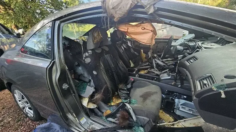 Colorado black bear dies after becoming trapped inside unlocked car for days: report