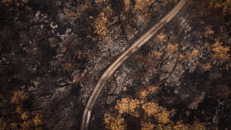 France's Fontainebleau forest reopens to public after wildfires