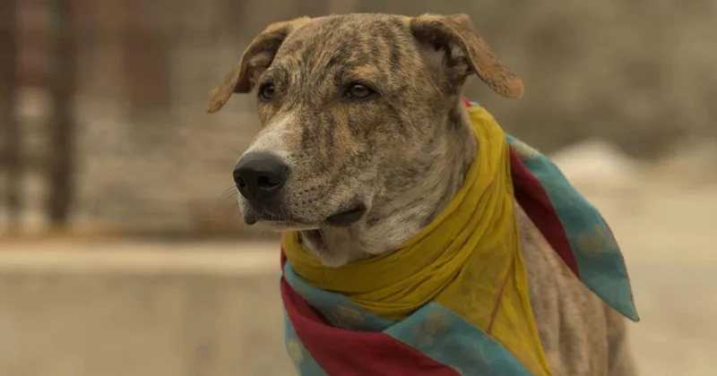 ‘Ohh My Dog’ review: A smart kid and a fabulous canine deliver a parable about goodness and justice