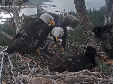 WATCH:  Big news for Big Bear’s famous bald eagle