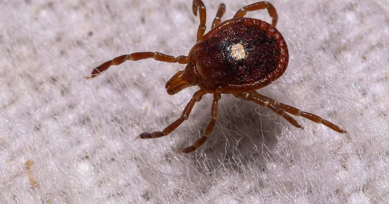 The explosion of ticks and Alpha-gal syndrome