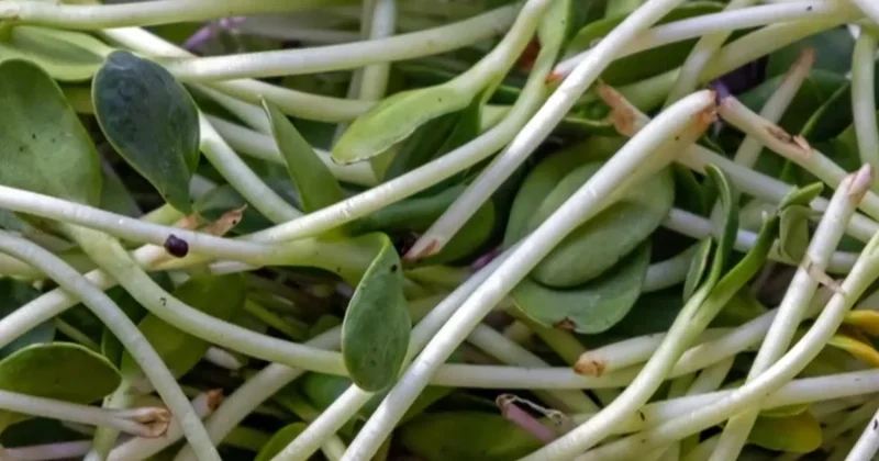 Alfalfa sprouts linked to food poisoning illnesses like E. coli and salmonella