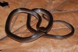 A Herpetologist&rsquo;s Guns N&rsquo; Roses Fandom Inspired a New Snake Named After Slash