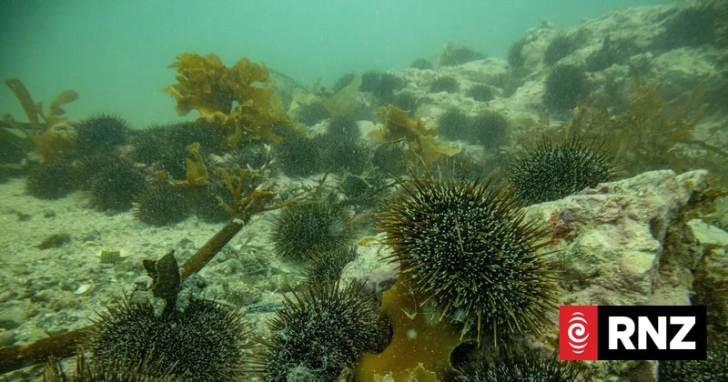 Hauraki Gulf shellfish harvesting ban extended until 2028