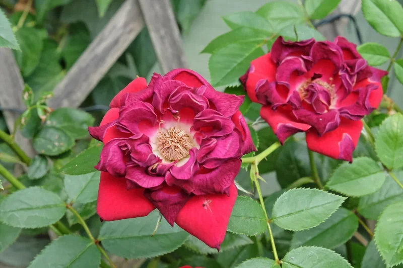 Survivor or struggler? The plants you may have to sacrifice after a scorching summer
