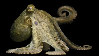 Why Are Some Octopuses So Smart? The Answer Might Lie in a Never-Before-Seen Mutation That Helps Them Accurately Build Proteins
