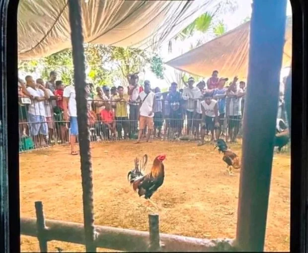Matag-ob, Leyte officials face Ombudsman complaint over fiesta cockfight
