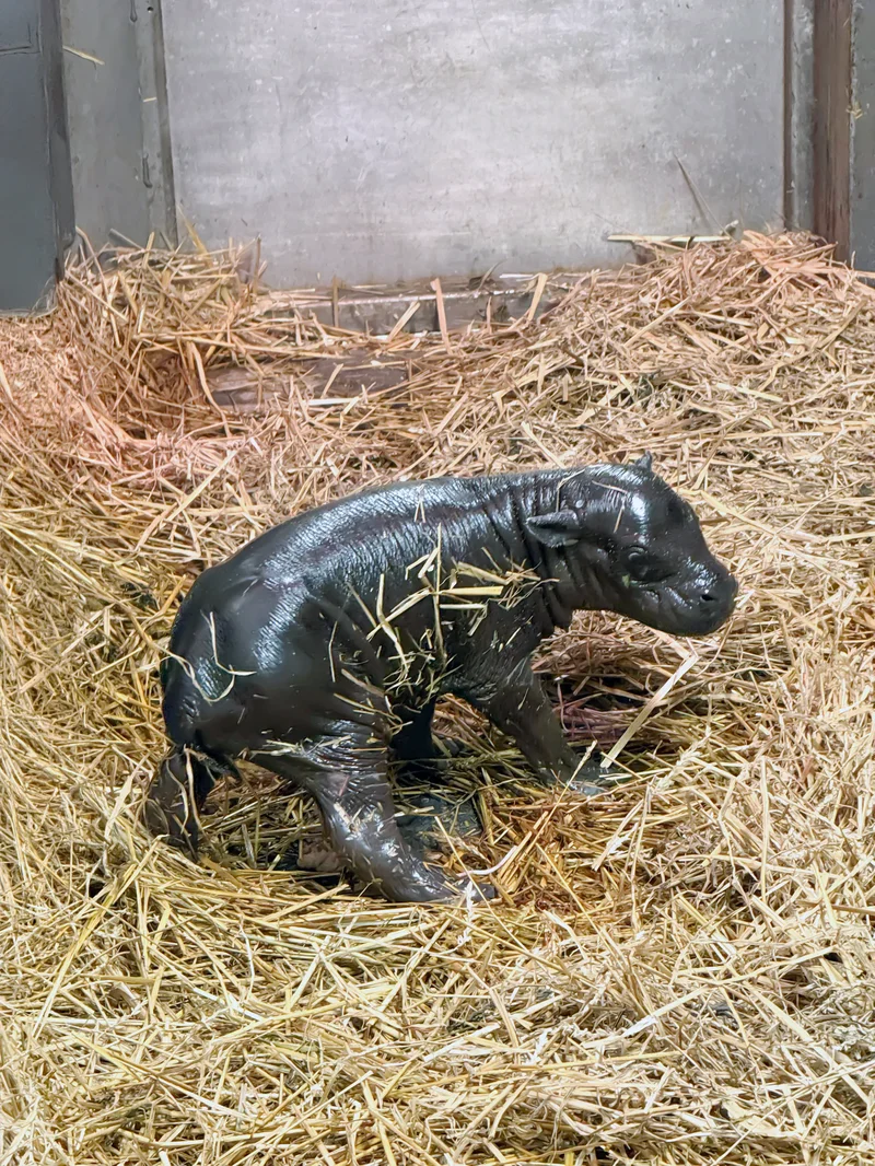 Birth of pygmy hippo calf at Toronto Zoo brings hope and excitement