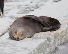 Fur seal‘s death marks first Australian mainland mammal fatality from spreading H5 bird flu strain