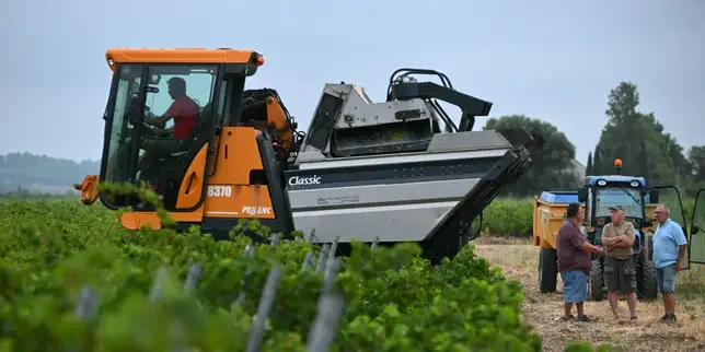 'In 48 years in the business, I've never seen anything like it': Heatwaves bring early grape harvests and fears of low yields