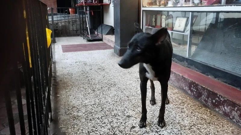 Kozhikode Corpn.’s search for land for stray dog shelters gets SHRC backing