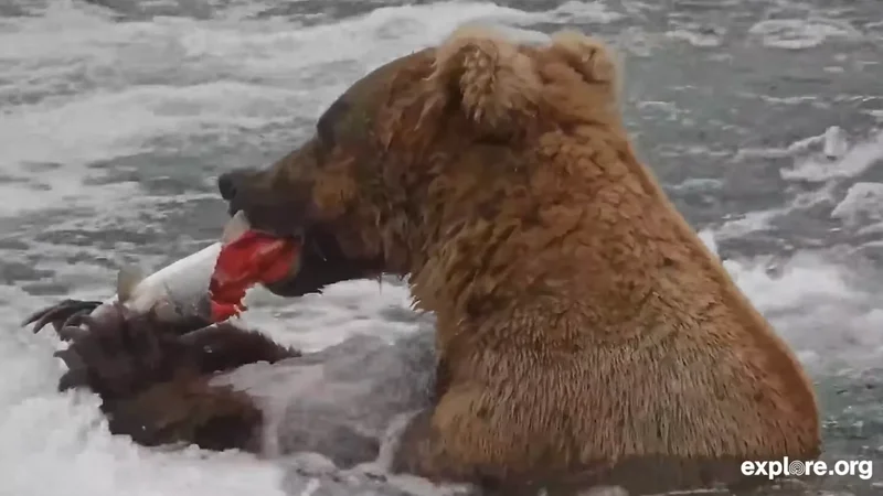 Meet Bucky Dent, one of Katmai’s most innovative fish-finder