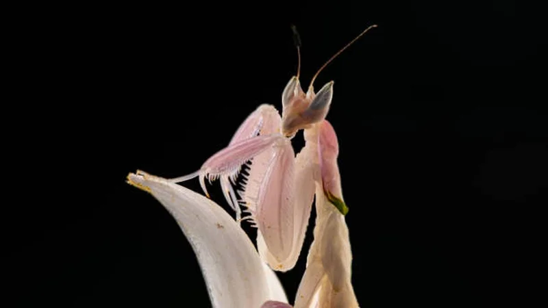 Insects’ mastery over flowering-plant mimicry dates back 99 million years