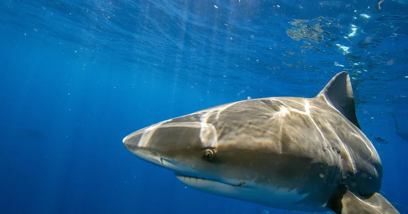 Beach town mayor worries social media trend could lead to shark attack