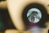 Different Mosquito Species Prefer to Bite Specific People, Deadly Flesh-Eating Bacterium Causes 5 Deaths, and a New Ice Age Toad Species