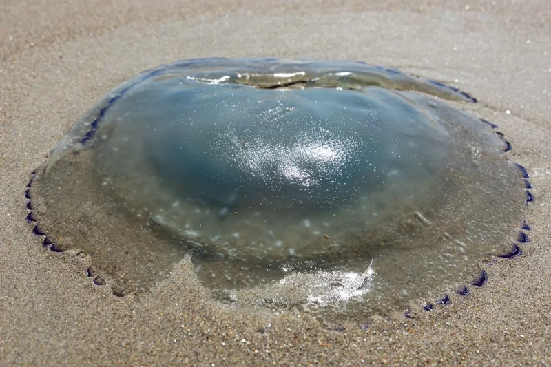 Huge swarm of jellyfish shut down nuclear reactors at power plant after clogging pumps
