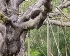 England’s ancient oak trees dying in extreme hot and dry weather