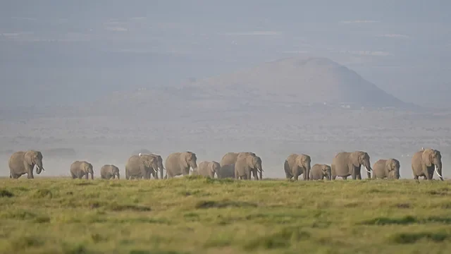 Kenya: Recent elephant deaths thought to be linked to pesticides