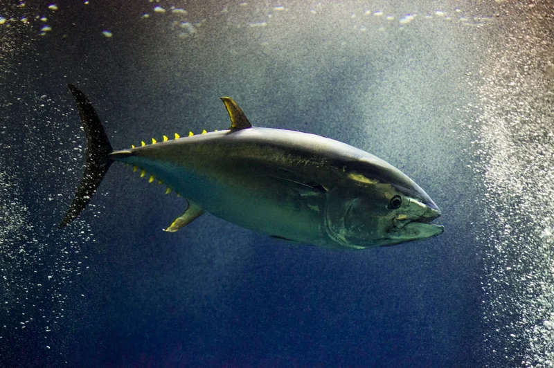 25% increase agreed for Pacific bluefin tuna quota