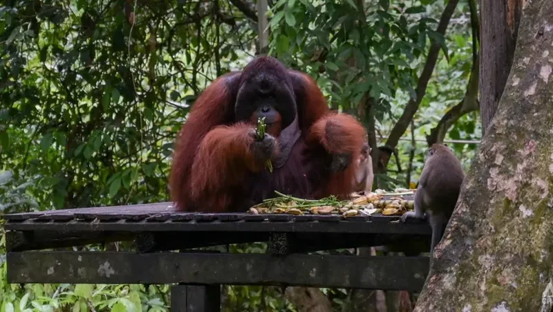 'People could get hurt': Conservationists decry AI wildlife visuals