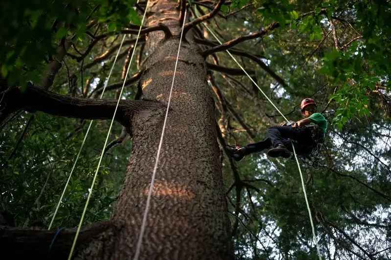 Take a bough: Climbing takes relationship with B.C.’s trees to the next level