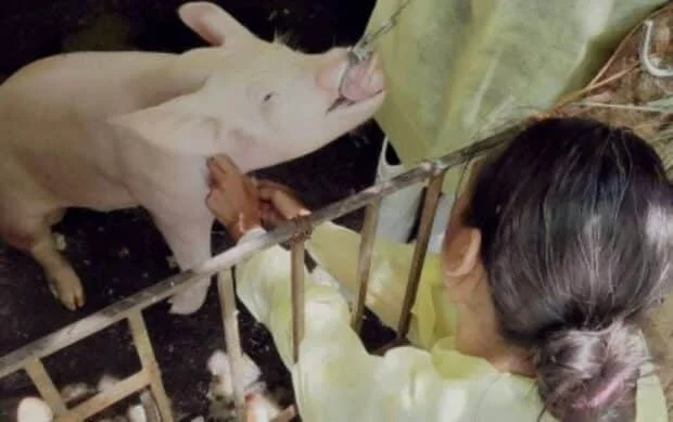 ASF cases detected anew in 3 Negros Oriental LGUs; hogs culled