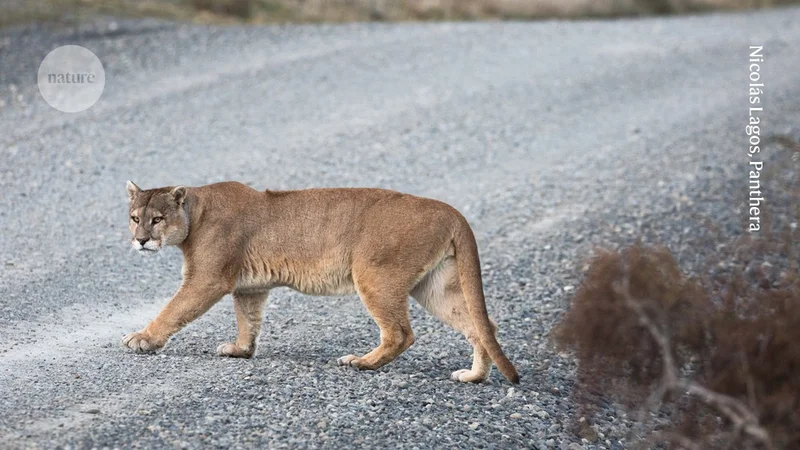 Pumas are drivers’ guardian angels